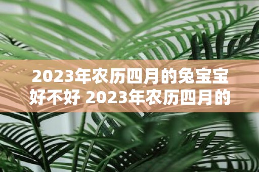 2023年农历四月的兔宝宝好不好 2023年农历四月的兔子宝宝优秀与否