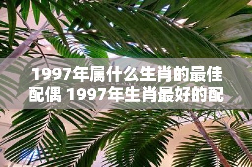 1997年属什么生肖的最佳配偶 1997年生肖最好的配偶是哪个