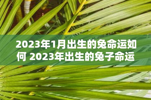 2023年1月出生的兔命运如何 2023年出生的兔子命运会如何呢