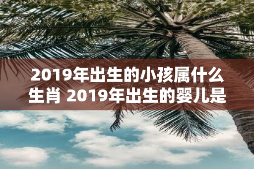 2019年出生的小孩属什么生肖 2019年出生的婴儿是哪个生肖