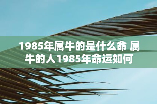 1985年属牛的是什么命 属牛的人1985年命运如何