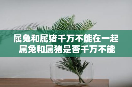 属兔和属猪千万不能在一起 属兔和属猪是否千万不能在一起