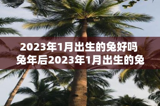 2023年1月出生的兔好吗 兔年后2023年1月出生的兔子可爱吗