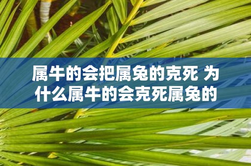 属牛的会把属兔的克死 为什么属牛的会克死属兔的