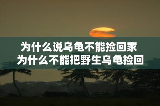 为什么说乌龟不能捡回家 为什么不能把野生乌龟捡回家