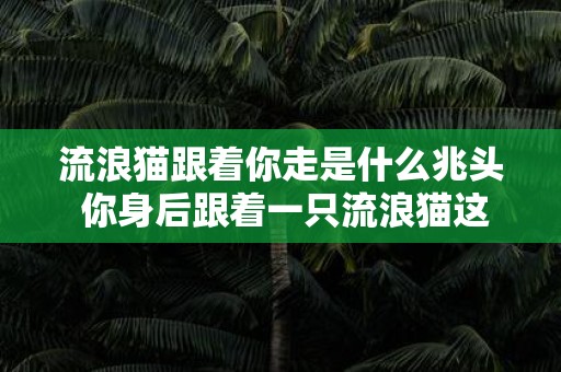 流浪猫跟着你走是什么兆头 你身后跟着一只流浪猫这意味着什么