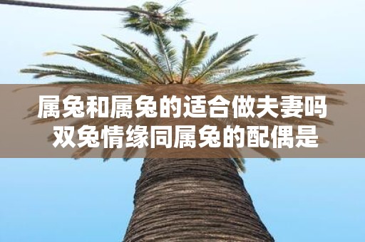 属兔和属兔的适合做夫妻吗 双兔情缘同属兔的配偶是否合适