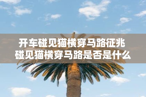 开车碰见猫横穿马路征兆 碰见猫横穿马路是否是什么不吉祥的征兆