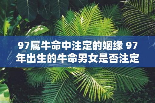 97属牛命中注定的姻缘 97年出生的牛命男女是否注定有特定的姻缘关系