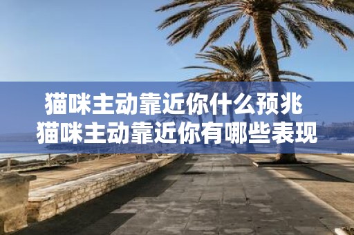 猫咪主动靠近你什么预兆 猫咪主动靠近你有哪些表现