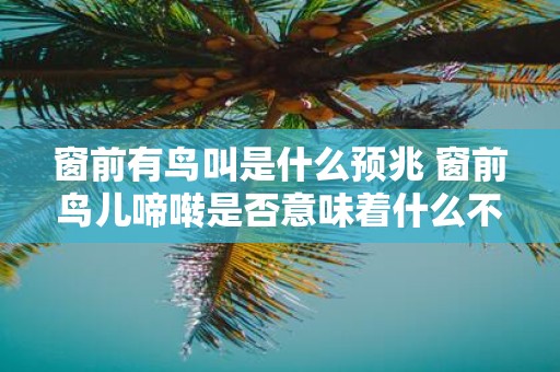 窗前有鸟叫是什么预兆 窗前鸟儿啼啭是否意味着什么不祥的预兆
