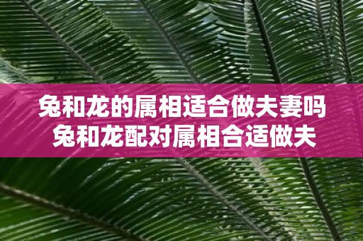 兔和龙的属相适合做夫妻吗 兔和龙配对属相合适做夫妻吗
