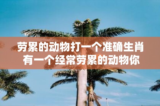 劳累的动物打一个准确生肖 有一个经常劳累的动物你能猜出它的生肖吗