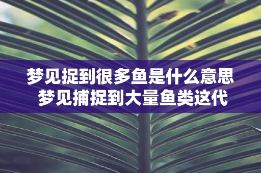 梦见捉到很多鱼是什么意思 梦见捕捉到大量鱼类这代表着什么含义