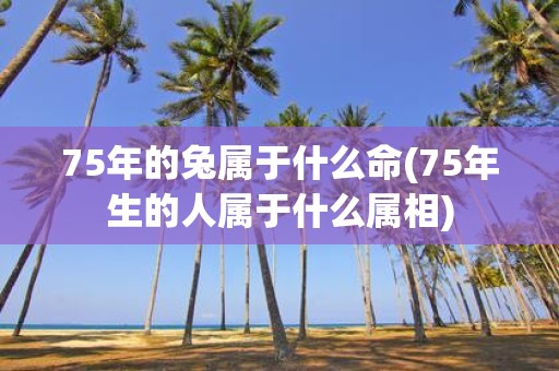75年的兔属于什么命(75年生的人属于什么属相)