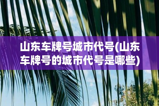 山东车牌号城市代号(山东车牌号的城市代号是哪些)