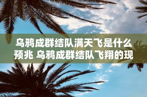 乌鸦成群结队满天飞是什么预兆 乌鸦成群结队飞翔的现象是否具有一定的预示意义