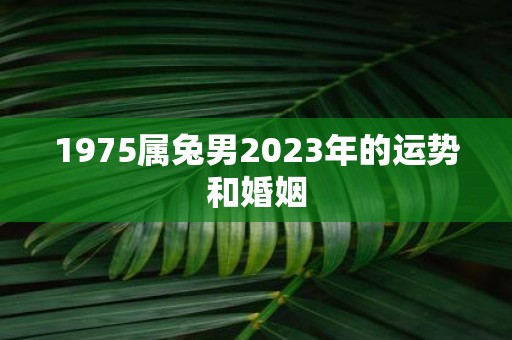 1975属兔男2025年的运势和婚姻