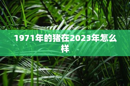 1971年的猪在2025年怎么样