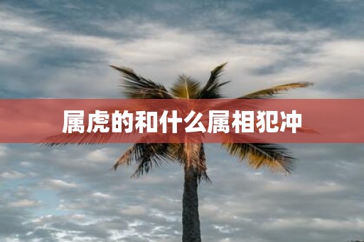 属虎的和什么属相犯冲