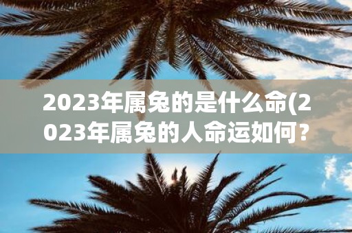 2025年属兔的是什么命(2025年属兔的人命运如何？)
