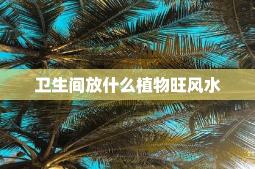 卫生间放什么植物旺风水
