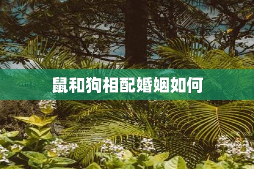 鼠和狗相配婚姻如何