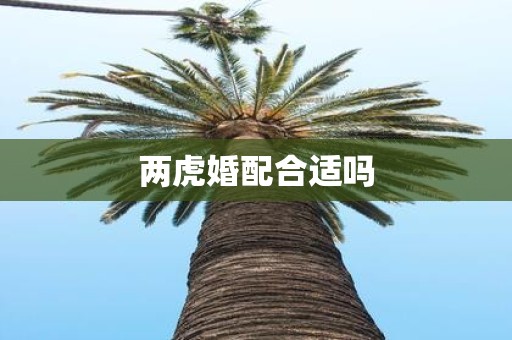 两虎婚配合适吗