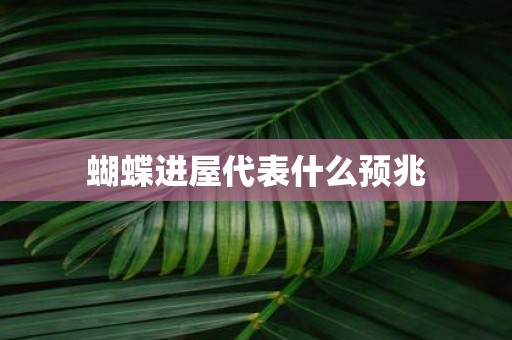 蝴蝶进屋代表什么预兆