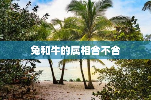 兔和牛的属相合不合