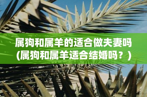 属狗和属羊的适合做夫妻吗(属狗和属羊适合结婚吗？)