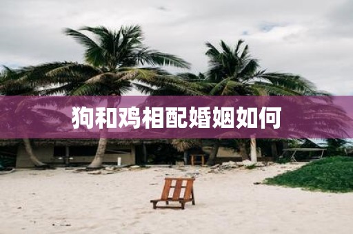 狗和鸡相配婚姻如何