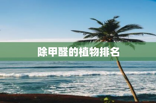除甲醛的植物排名