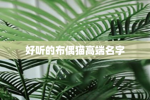 好听的布偶猫高端名字