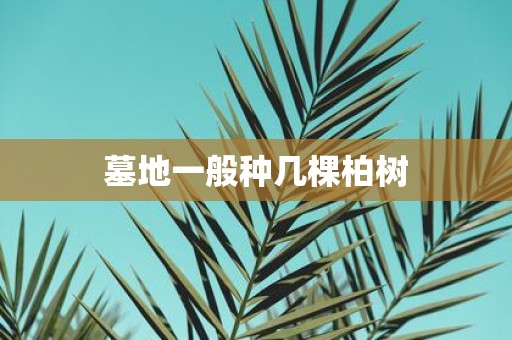 墓地一般种几棵柏树