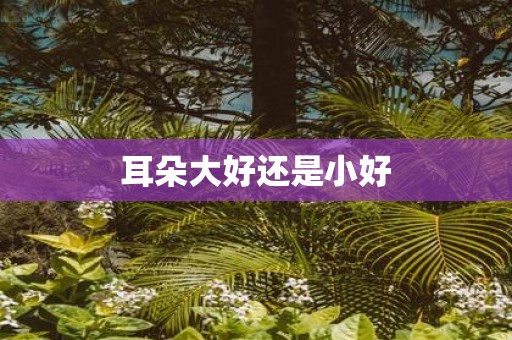 耳朵大好还是小好