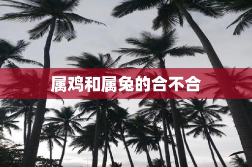 属鸡和属兔的合不合