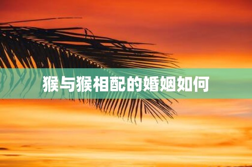 猴与猴相配的婚姻如何