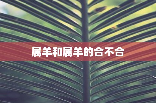 属羊和属羊的合不合