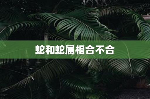 蛇和蛇属相合不合