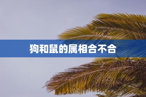狗和鼠的属相合不合