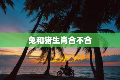 兔和猪生肖合不合