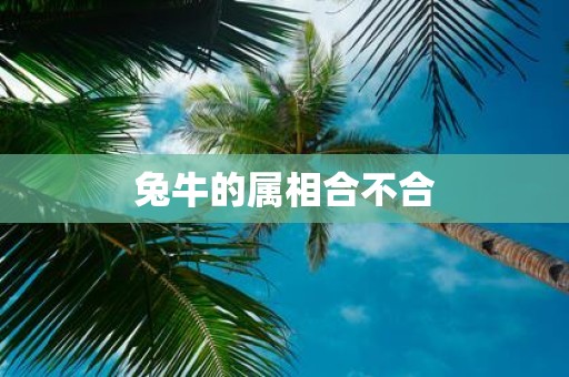 兔牛的属相合不合
