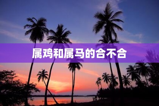属鸡和属马的合不合