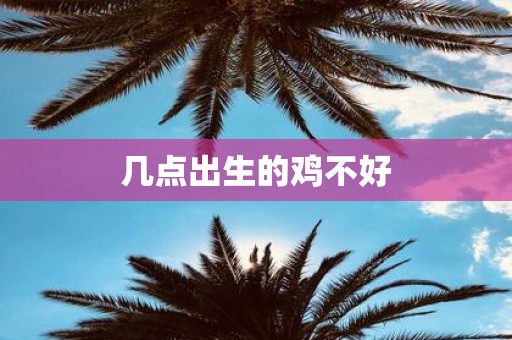 几点出生的鸡不好
