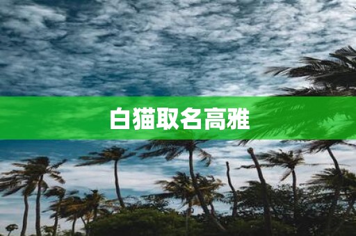 白猫取名高雅