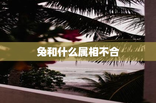 兔和什么属相不合