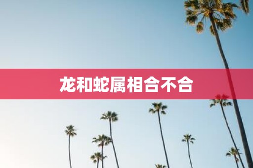 龙和蛇属相合不合