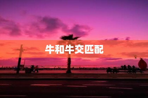 牛和牛交匹配