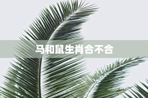 马和鼠生肖合不合